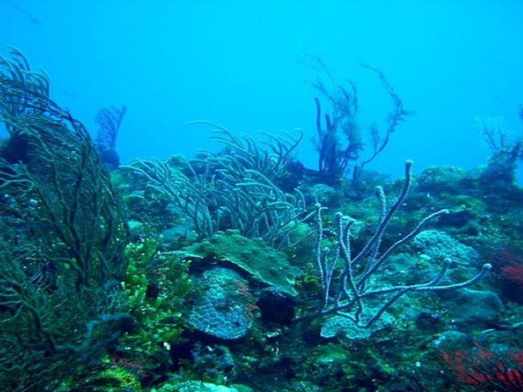 jamaica-reef-eco-system