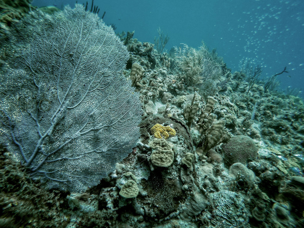 night-dives-jamaican-reef