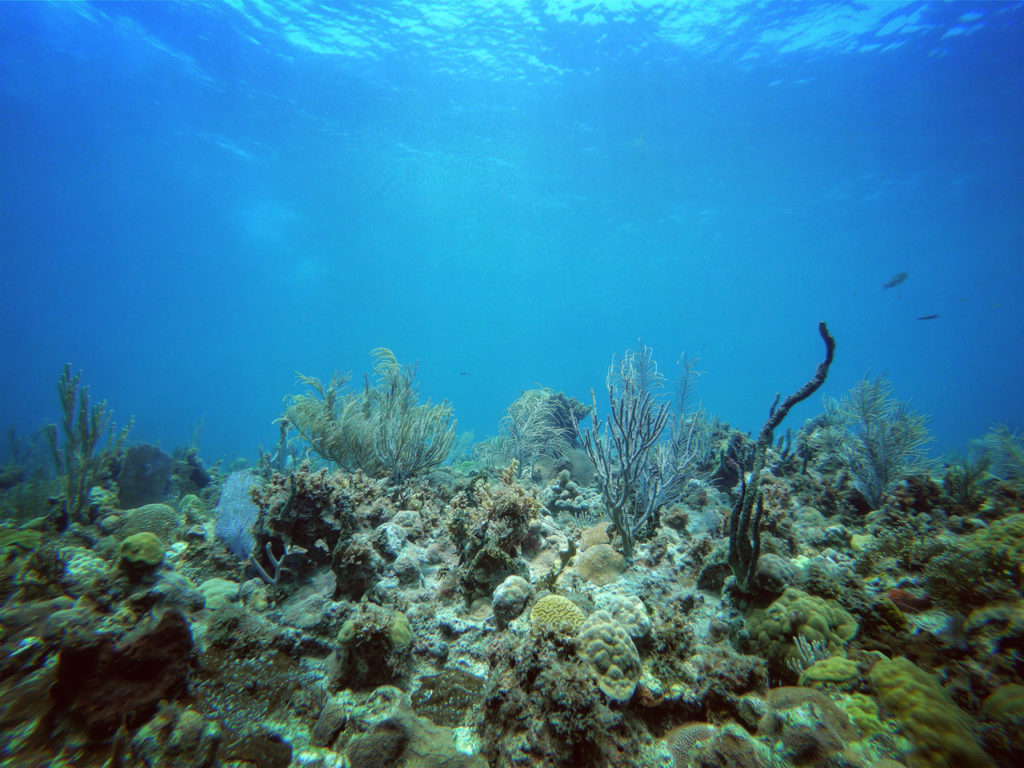 scuba-diving-in-negril-jamaica