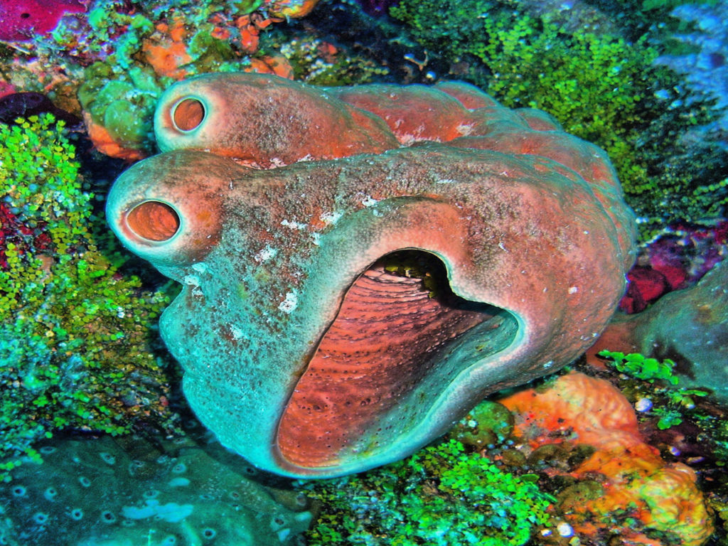 underwater-coral-in-jamaica