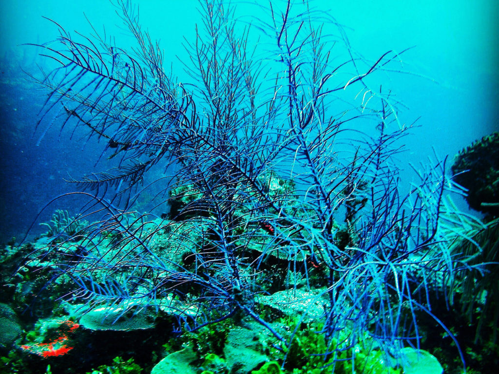 underwater-fan-coral-jamaica